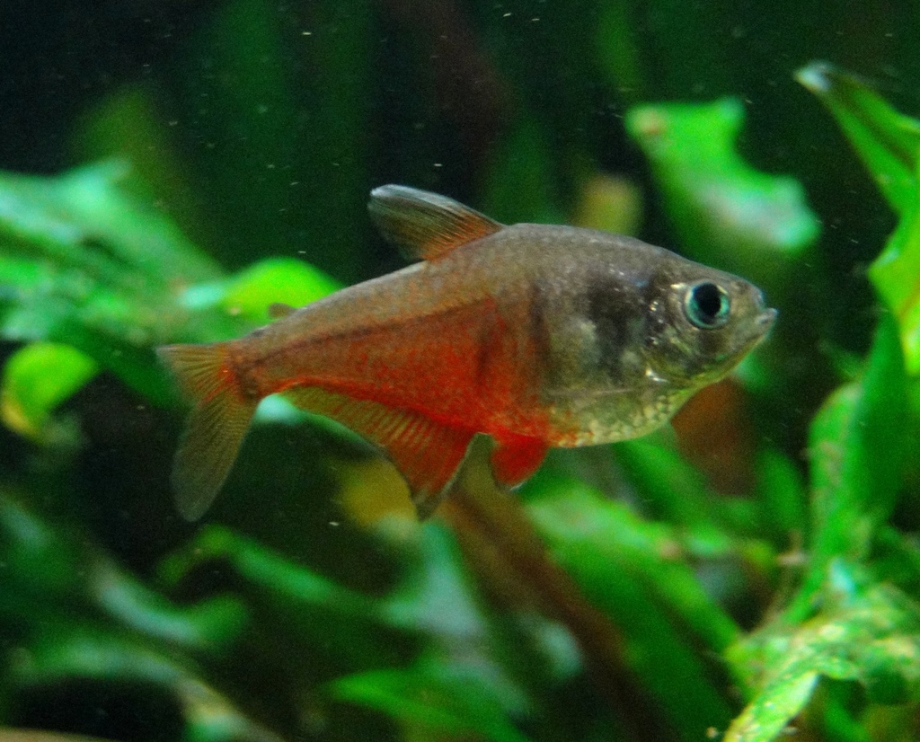 flame tetra