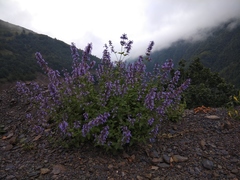 Nepeta grandiflora