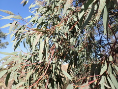 Eucalyptus sideroxylon