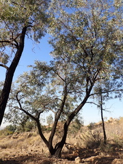 Eucalyptus sideroxylon