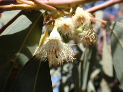 Eucalyptus sideroxylon