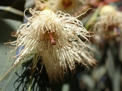 Eucalyptus sideroxylon