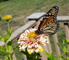 Danaus plexippus