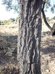 Eucalyptus sideroxylon