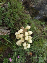 Pedicularis scullyana