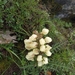 Pedicularis scullyana - Photo 由 Basu Dev Poudel 所上傳的 (c) Basu Dev Poudel，保留部份權利CC BY-NC