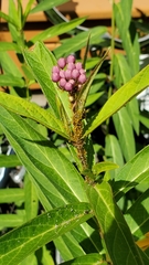 Asclepias incarnata