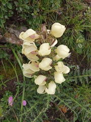 Pedicularis scullyana
