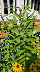 Asclepias incarnata
