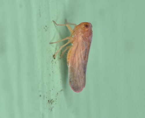 Omolicna mcateei