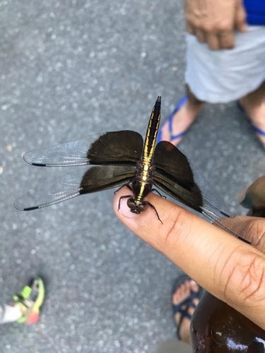 Widow skimmer