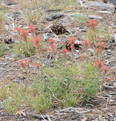 Castilleja montigena
