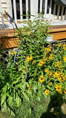 Asclepias incarnata