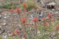 Castilleja montigena