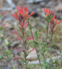 Castilleja montigena
