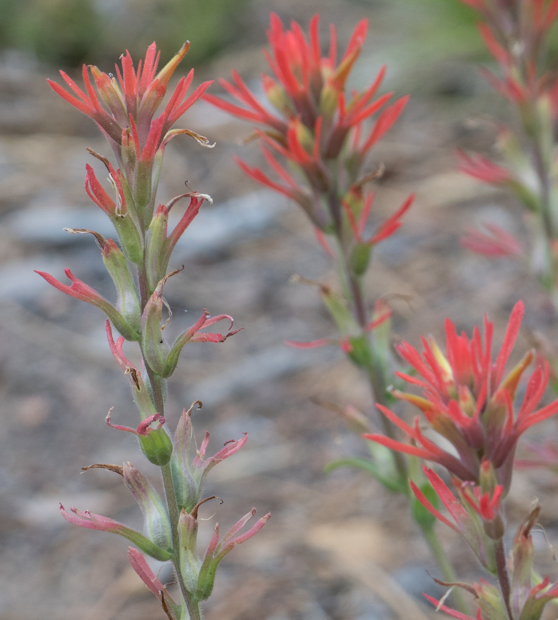 Castilleja montigena
