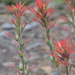 Heckard's Paintbrush - Photo no rights reserved, uploaded by Jesse Rorabaugh