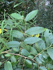 Sclerocroton integerrimus