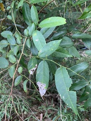 Sclerocroton integerrimus