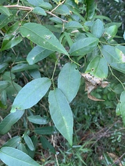 Sclerocroton integerrimus