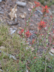 Castilleja montigena