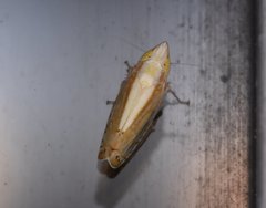 Scaphytopius elegans