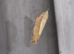 Scaphytopius elegans