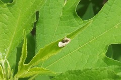 Ponometia erastrioides