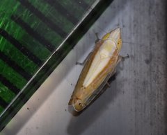 Scaphytopius elegans