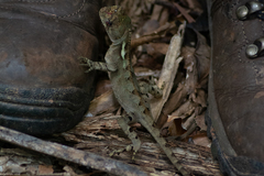 Enyalius boulengeri