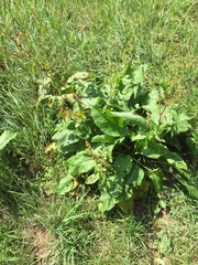Rumex × acutus