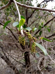 Azara petiolaris