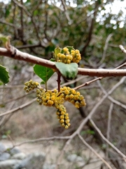 Azara petiolaris