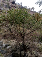 Azara petiolaris