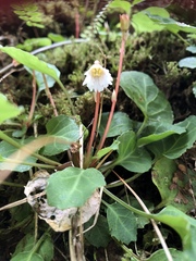 Shortia rotundifolia