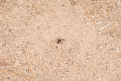 Pogonomyrmex subnitidus