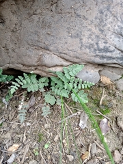 Cheilanthes hypoleuca