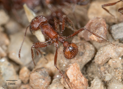 Pogonomyrmex subnitidus