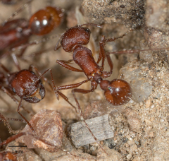 Pogonomyrmex subnitidus