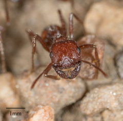 Pogonomyrmex subnitidus
