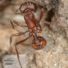 Pogonomyrmex subnitidus