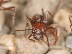 Pogonomyrmex subnitidus