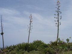 Agave karatto