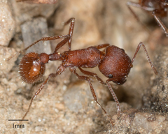 Pogonomyrmex subnitidus