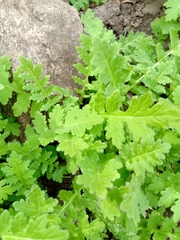 Moscharia pinnatifida