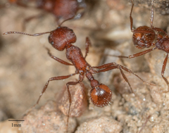 Pogonomyrmex subnitidus