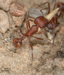 Pogonomyrmex subnitidus