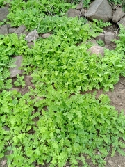 Moscharia pinnatifida