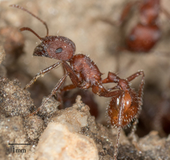 Pogonomyrmex subnitidus