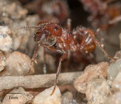 Pogonomyrmex subnitidus